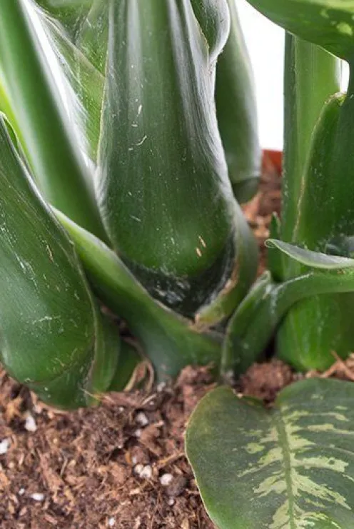 Dieffenbachia maroba - Dief van Bagdad