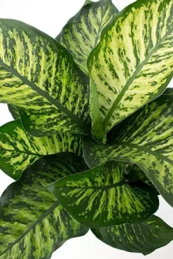 Dieffenbachia maroba - Dief van Bagdad