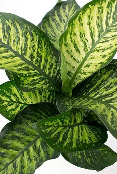 Dieffenbachia maroba - Dief van Bagdad