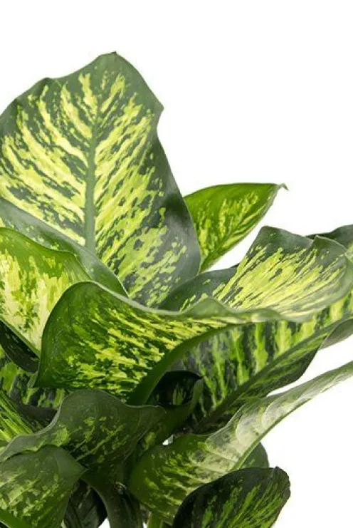 Dieffenbachia maroba - Dief van Bagdad
