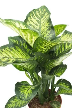 Dieffenbachia maroba - Dief van Bagdad