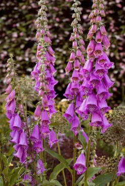 Digitalis purp. 'Gloxiniiflora' - Vingerhoedskruid