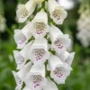 Digitalis purpurea Dalmatian White - Vingerhoedskruid