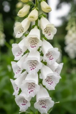 Digitalis purpurea Dalmatian White - Vingerhoedskruid