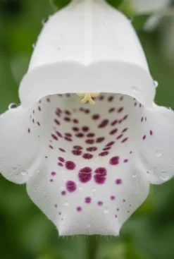 Digitalis purpurea Dalmatian White - Vingerhoedskruid