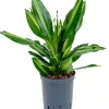 Dracaena cintho - Drakenbloedboom