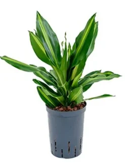 Dracaena cintho - Drakenbloedboom