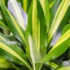 Dracaena cintho - Drakenbloedboom