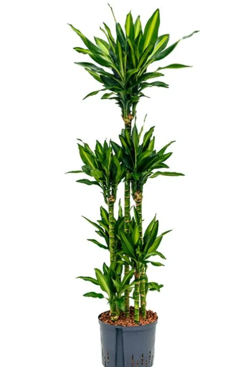 Dracaena cintho - Drakenbloedboom