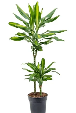 Dracaena Cintho - Drakenbloedboom