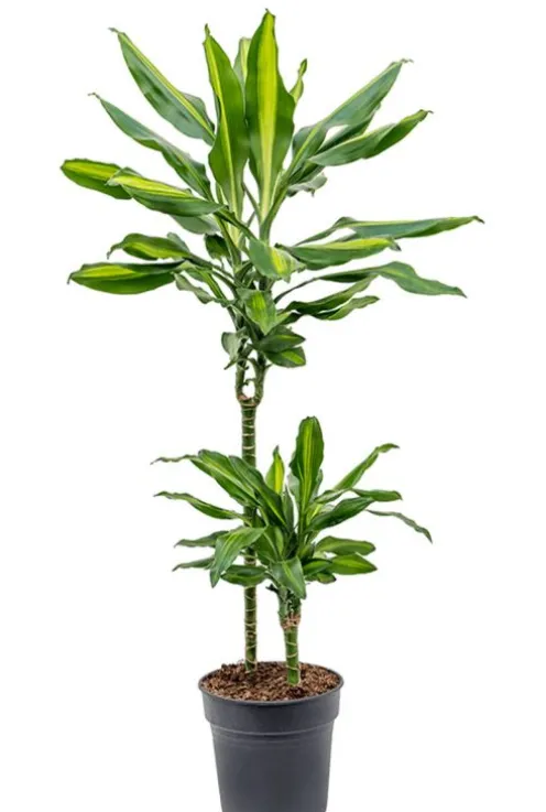 Dracaena Cintho - Drakenbloedboom