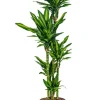 Dracaena Cintho - Drakenbloedboom