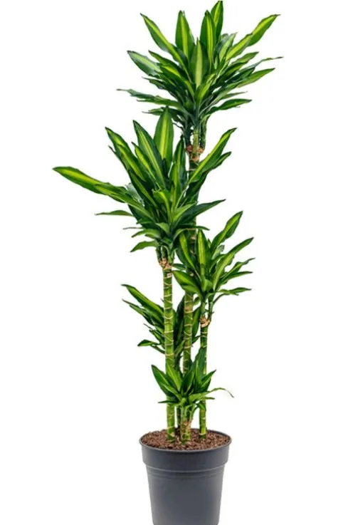Dracaena Cintho - Drakenbloedboom