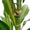 Dracaena Cintho - Drakenbloedboom