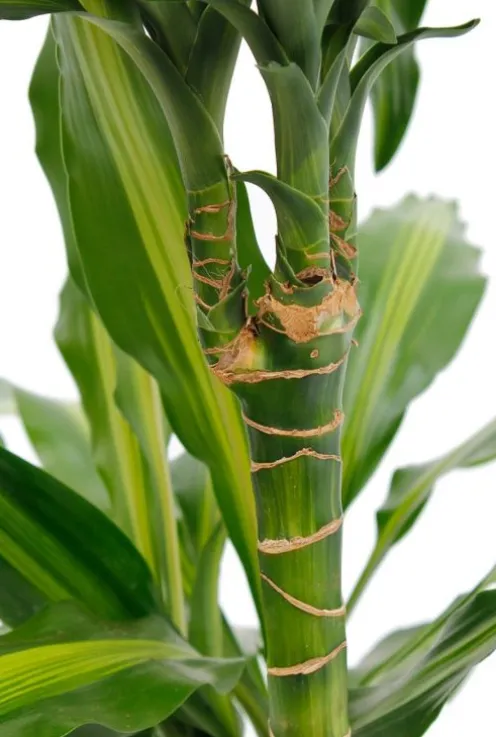 Dracaena Cintho - Drakenbloedboom