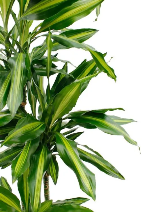 Dracaena Cintho - Drakenbloedboom