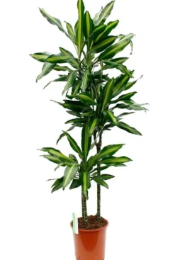 Dracaena Cintho - Drakenbloedboom