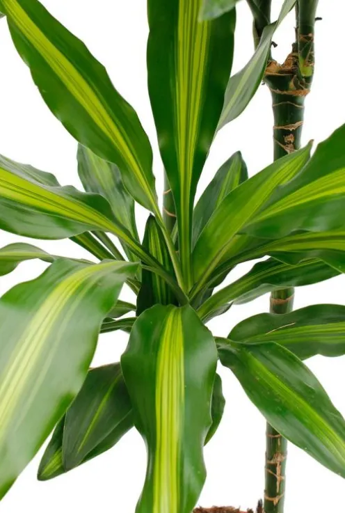Dracaena Cintho - Drakenbloedboom