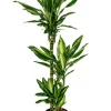 Dracaena cintho - Drakenbloedboom