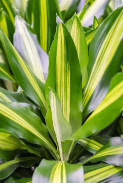 Dracaena cintho - Drakenbloedboom