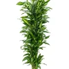 Dracaena cintho - Drakenbloedboom