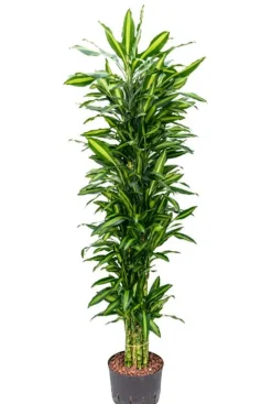 Dracaena cintho - Drakenbloedboom
