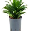Dracaena compacta - Drakenbloedboom