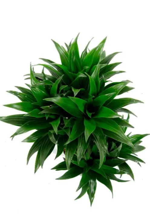Dracaena Compacta - Drakenbloedboom