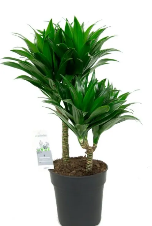 Dracaena Compacta - Drakenbloedboom