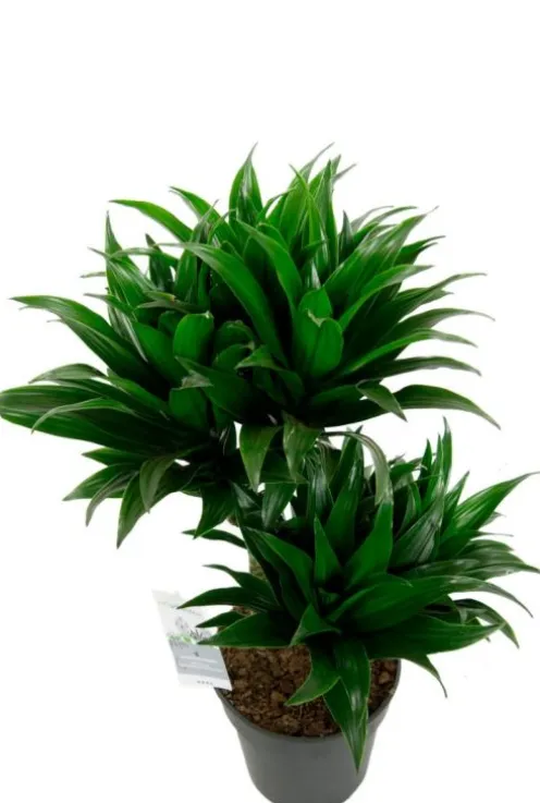 Dracaena Compacta - Drakenbloedboom
