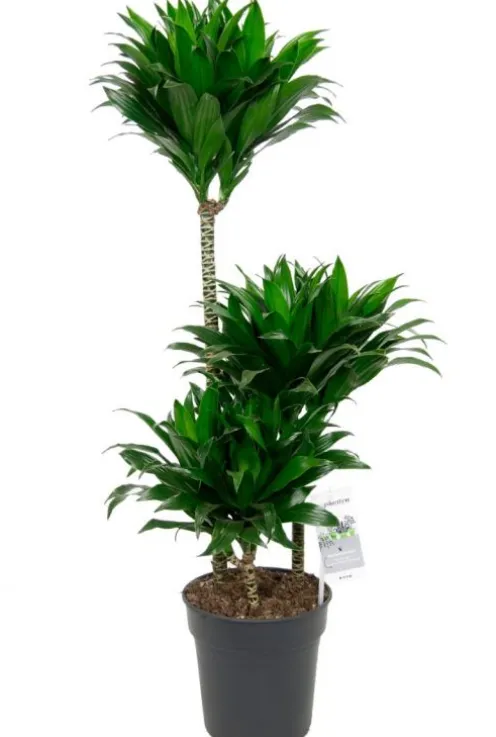 Dracaena Compacta - Drakenbloedboom