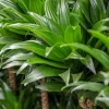 Dracaena Compacta - Drakenbloedboom