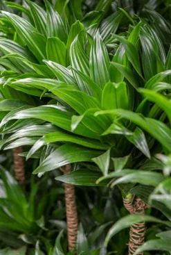 Dracaena Compacta - Drakenbloedboom