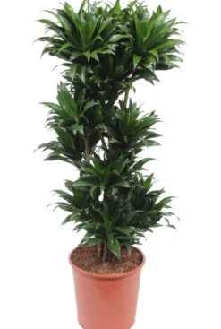 Dracaena Compacta - Drakenbloedboom