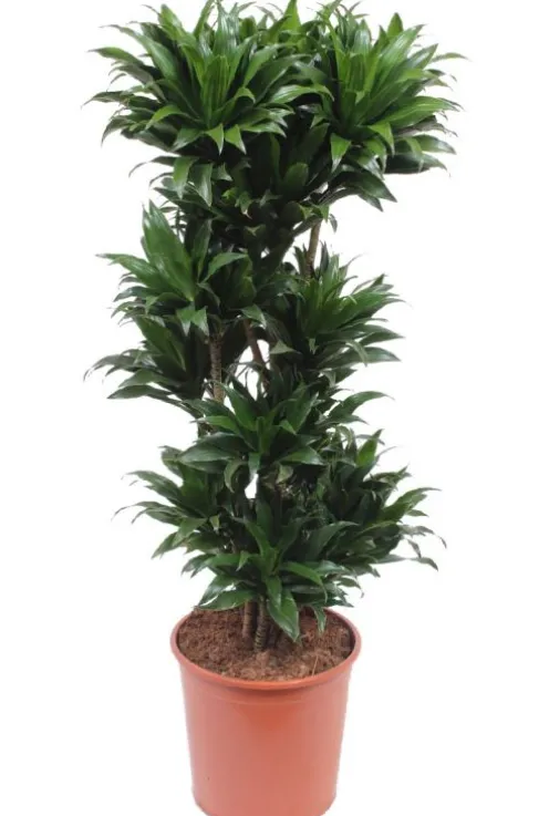 Dracaena Compacta - Drakenbloedboom