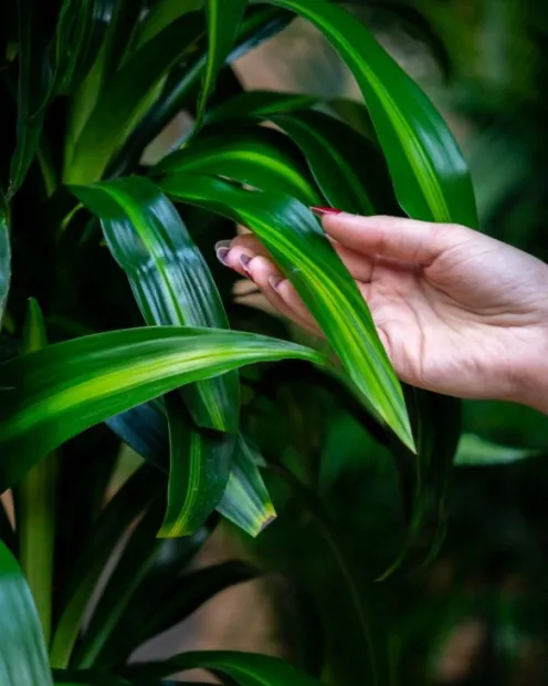 Dracaena Compacta - Drakenbloedboom