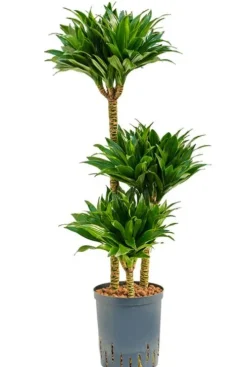 Dracaena compacta - Drakenbloedboom