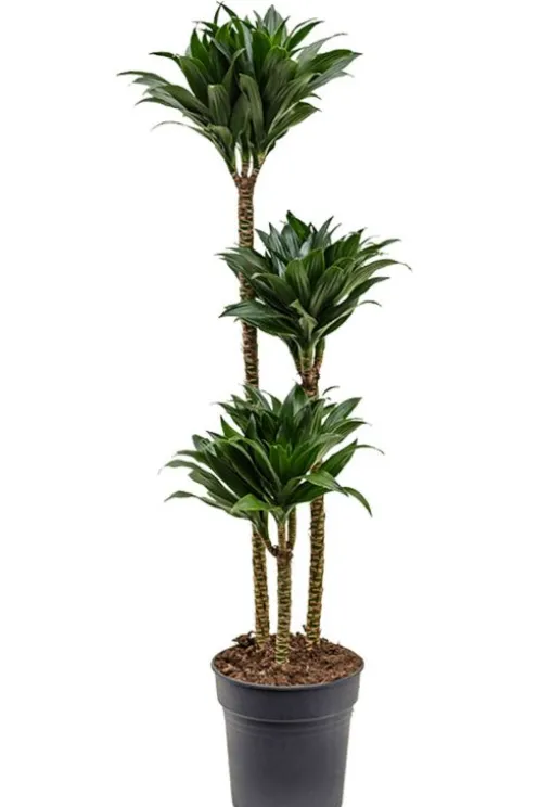 Dracaena Compacta - Drakenbloedboom