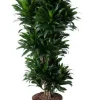 Dracaena Compacta - Drakenbloedboom