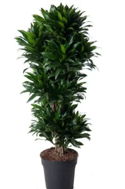 Dracaena Compacta - Drakenbloedboom