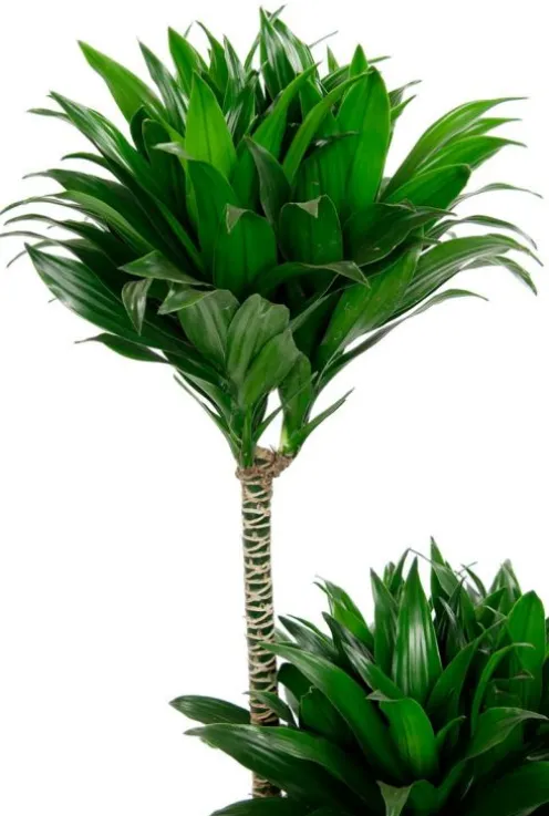 Dracaena Compacta - Drakenbloedboom