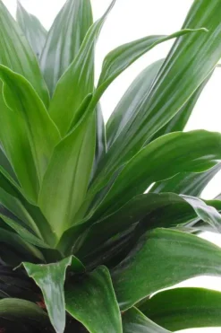 Dracaena Compacta - Drakenbloedboom