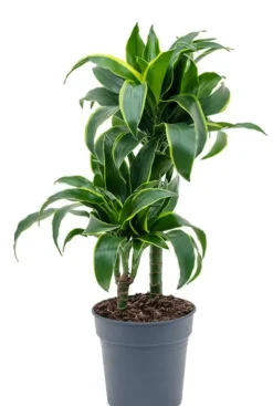 Dracaena Dorado - Drakenbloedboom