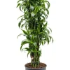 Dracaena dorado - Drakenbloedboom
