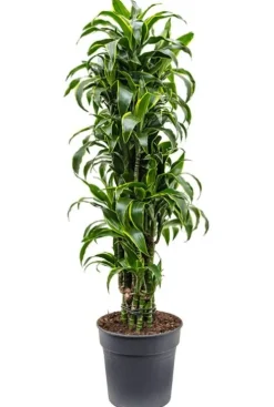 Dracaena dorado - Drakenbloedboom