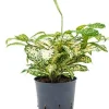 Dracaena godseffiana