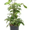 Dracaena godseffiana - Drakenbloedboom