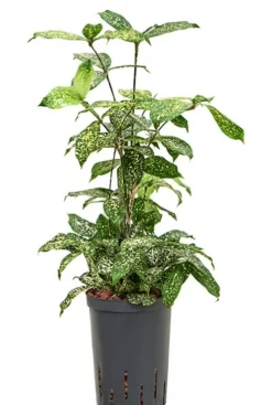Dracaena godseffiana - Drakenbloedboom