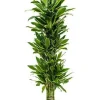 Dracaena golden coast