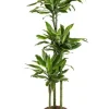 Dracaena Golden Coast - Drakenbloedboom